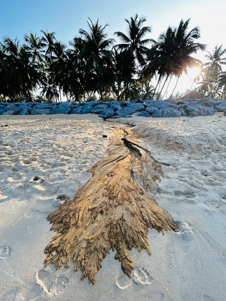 Palms On A Sunny Beach 