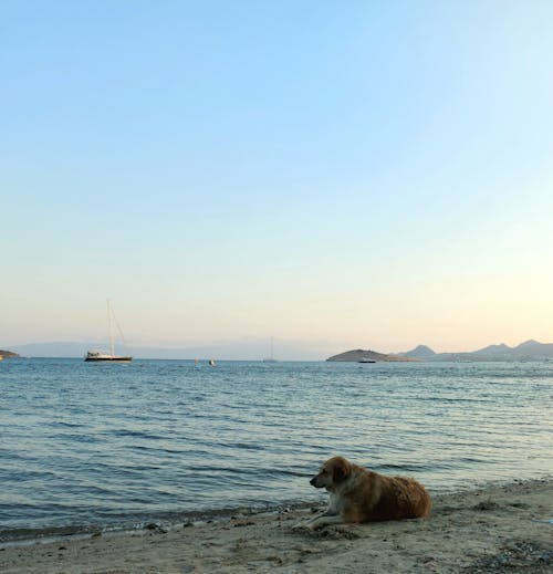 dog on the seashore
