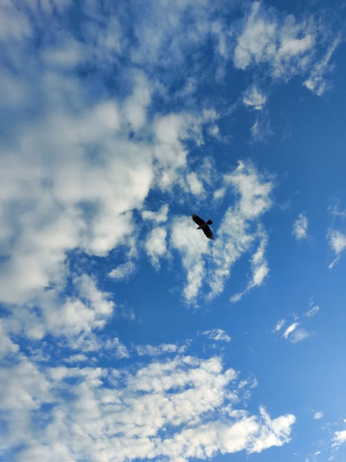 silhouette of bird flying