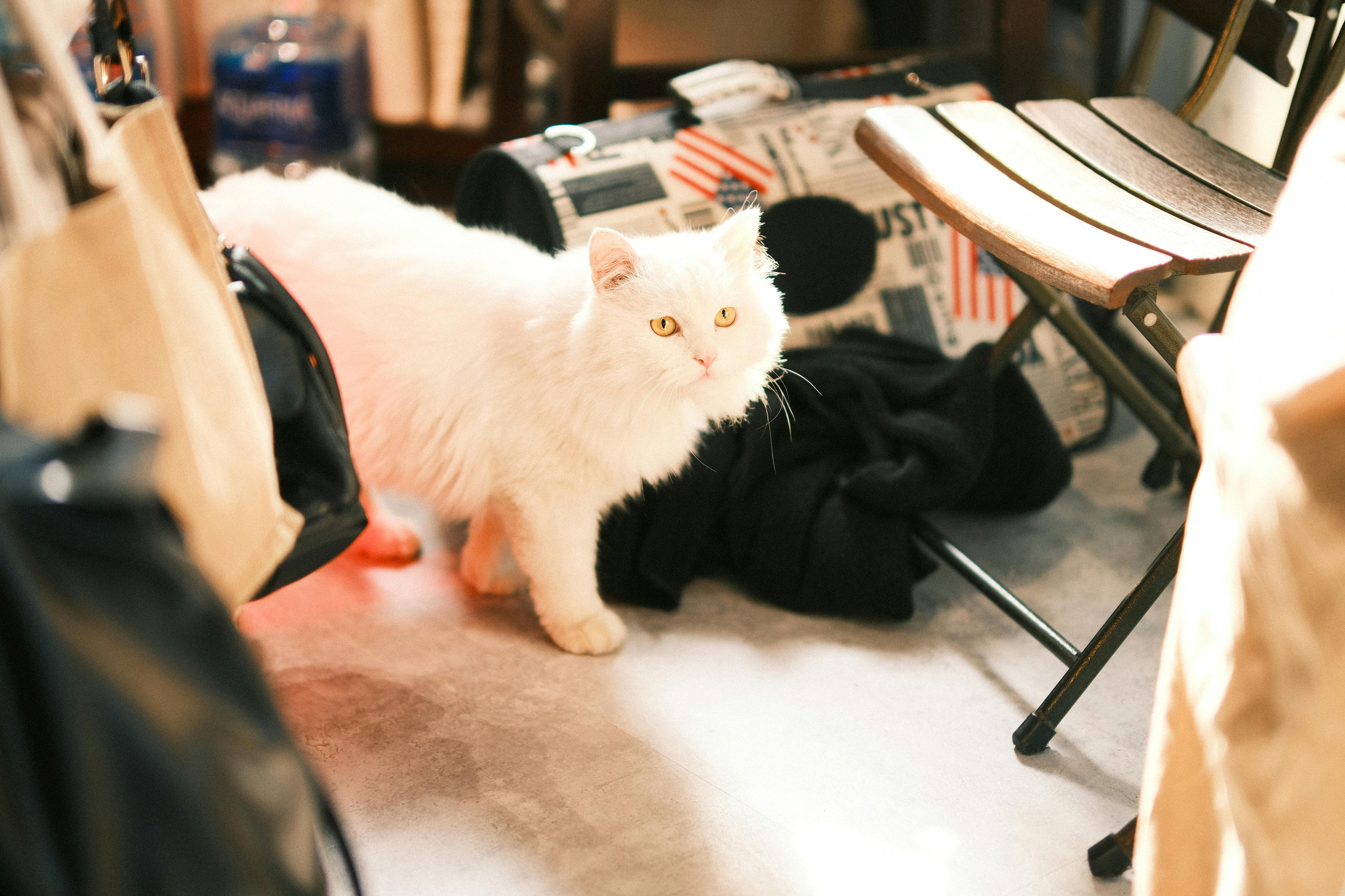 pet lifestyle store — Photo by TBD Tuyên on Pexels