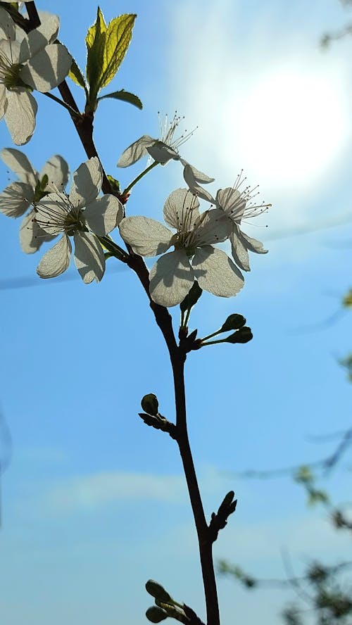 low angle view of white flowers against blue sky