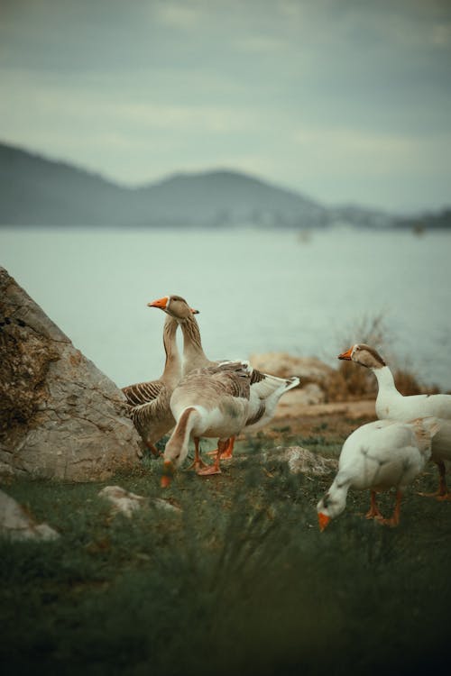 Základová fotografie zdarma na téma břeh jezera, detail, fotografie divoké přírody