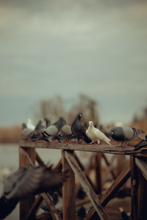 Free A serene scene of pigeons resting on a wooden fence in a natural setting. Stock Photo