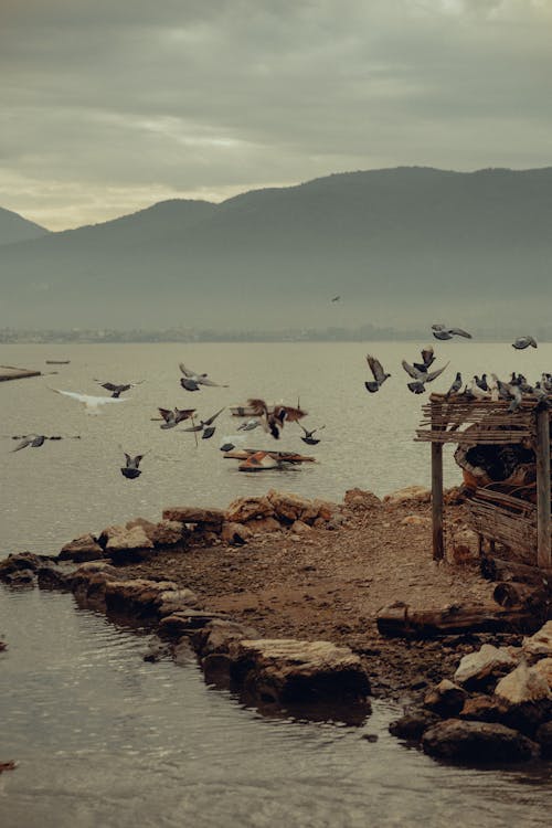 Fotos de stock gratuitas de a orillas del lago, aves, fotografía de animales