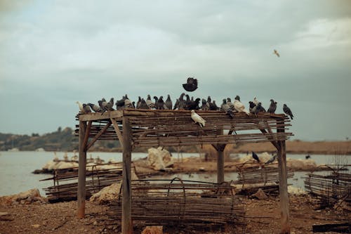 Fotos de stock gratuitas de aves, de madera, fotografía de animales