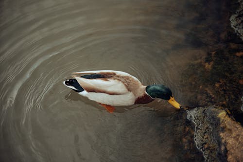 アヒル, マガモ, 動物の写真の無料の写真素材