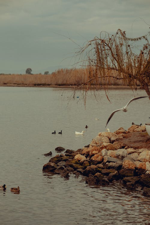 Birds Swimming and Flying over Lake