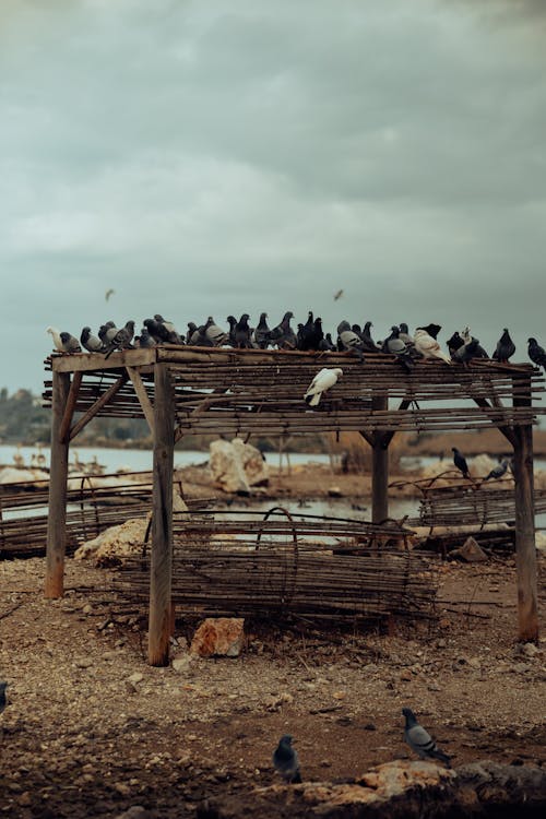 Fotos de stock gratuitas de aves, de madera, fotografía de animales