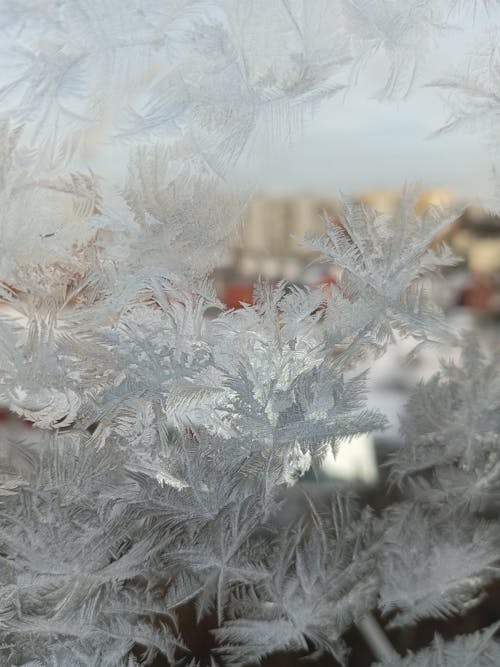 Close-up of a Frosty Window 