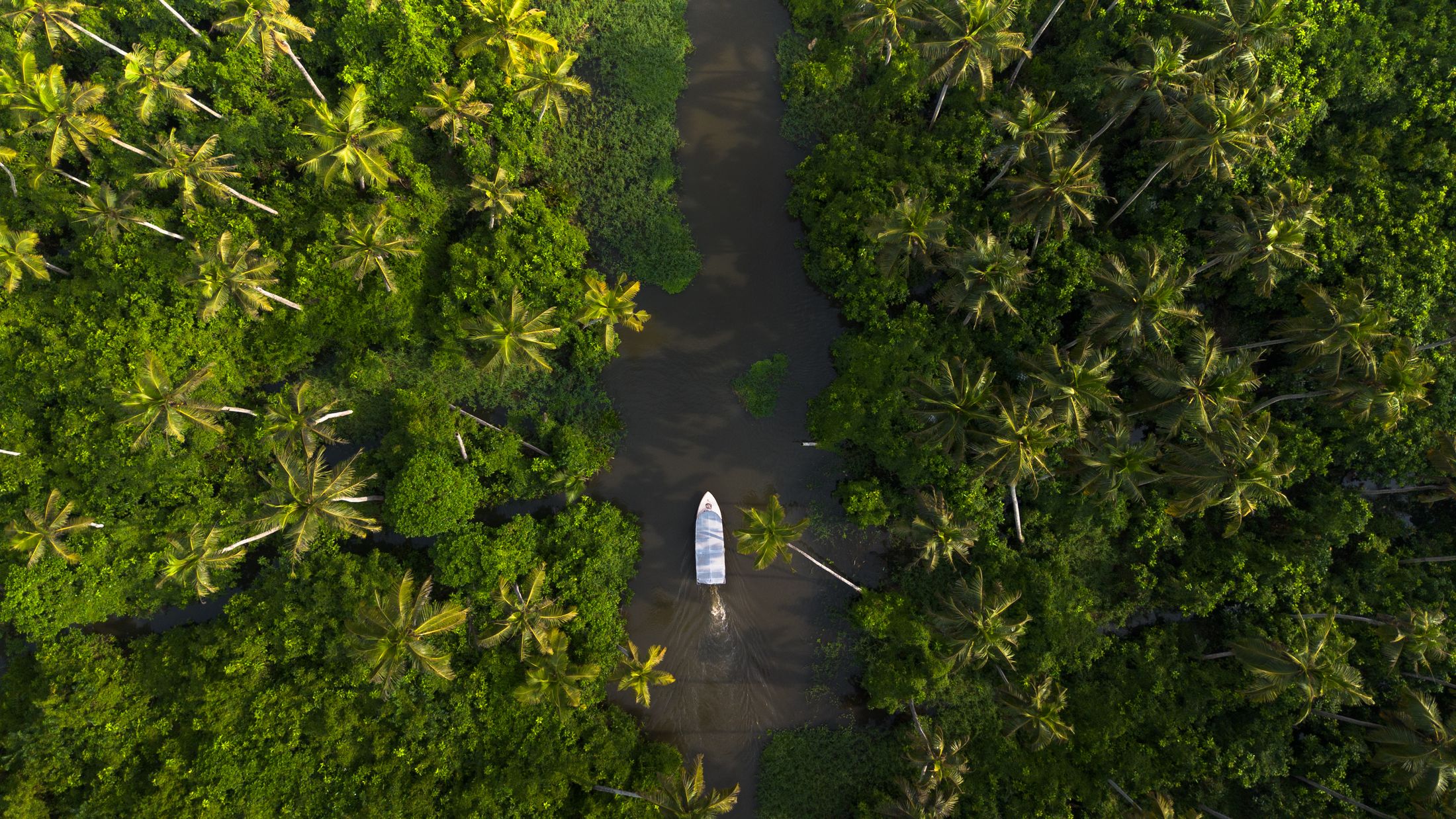 Serene Kerala backwaters and lush greenery
