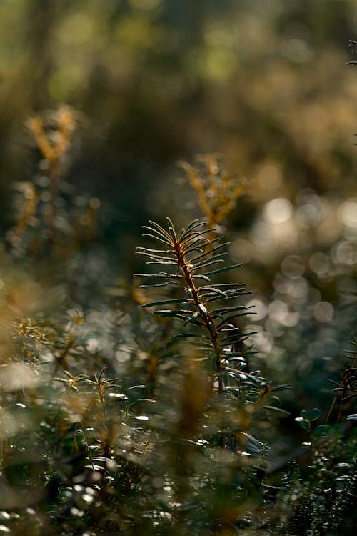 Thin Evergreen Needles and Branches