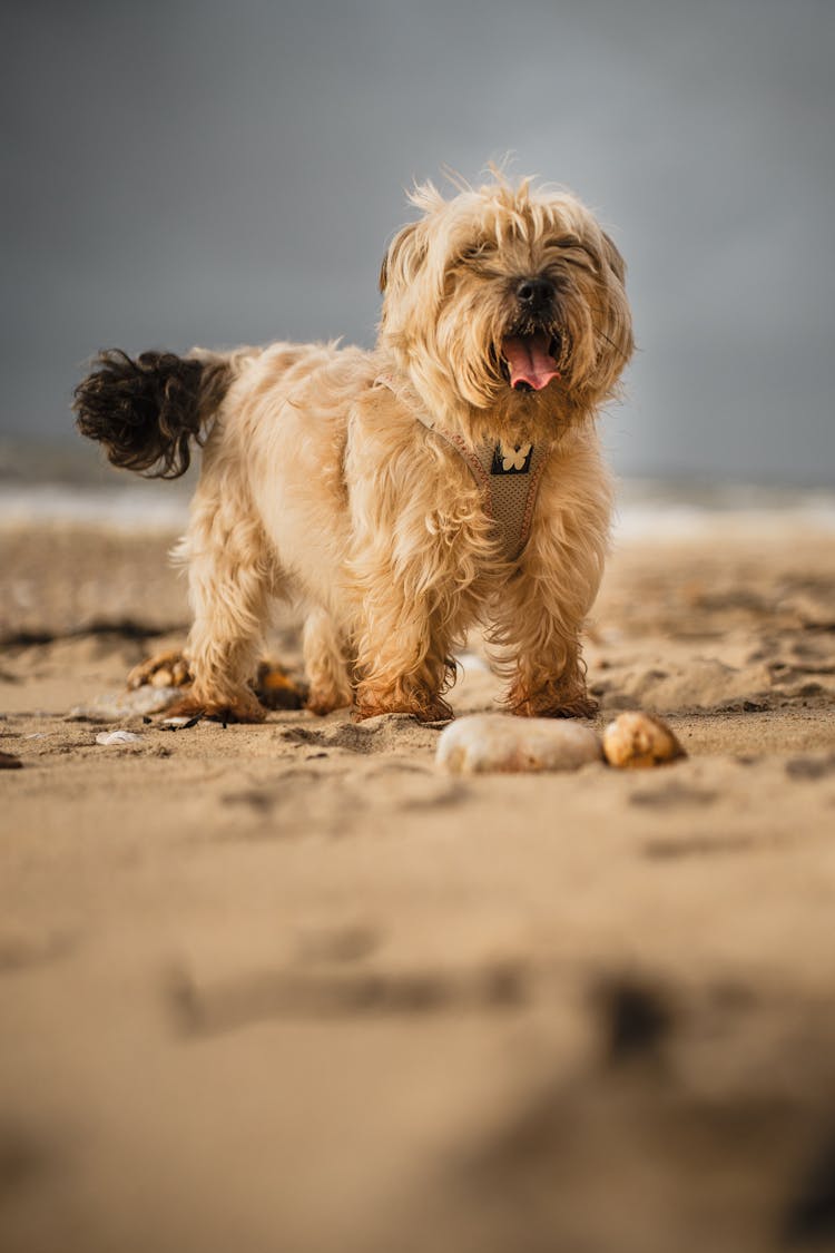 Furry Dog On A Ground 