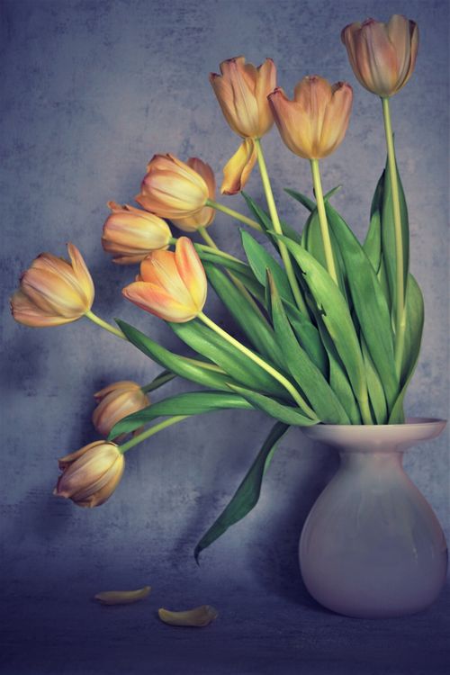 Free A graceful arrangement of orange tulips in a vase against a soft gray background. Stock Photo