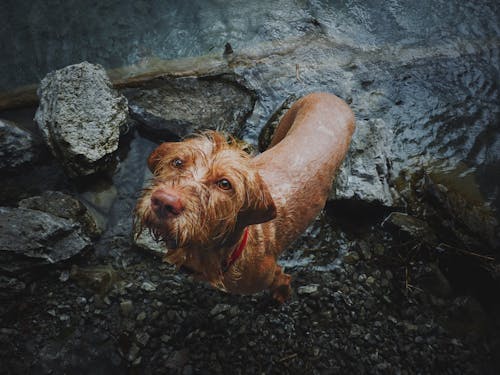 Foto stok gratis anjing, badan air, basah