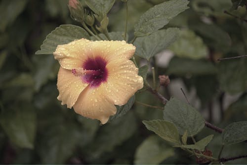 Close-up of a Wet Yellow Hibiscus Flower