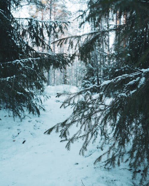 Foto profissional grátis de arbustos, árvores, com frio