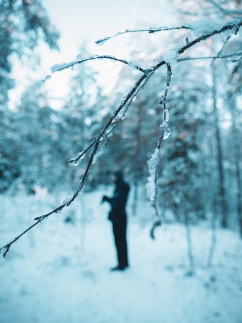Man in a Coniferous Forest Covered with Snow 