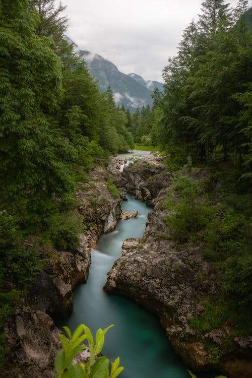 A river flowing through a forested area · Free Stock Photo