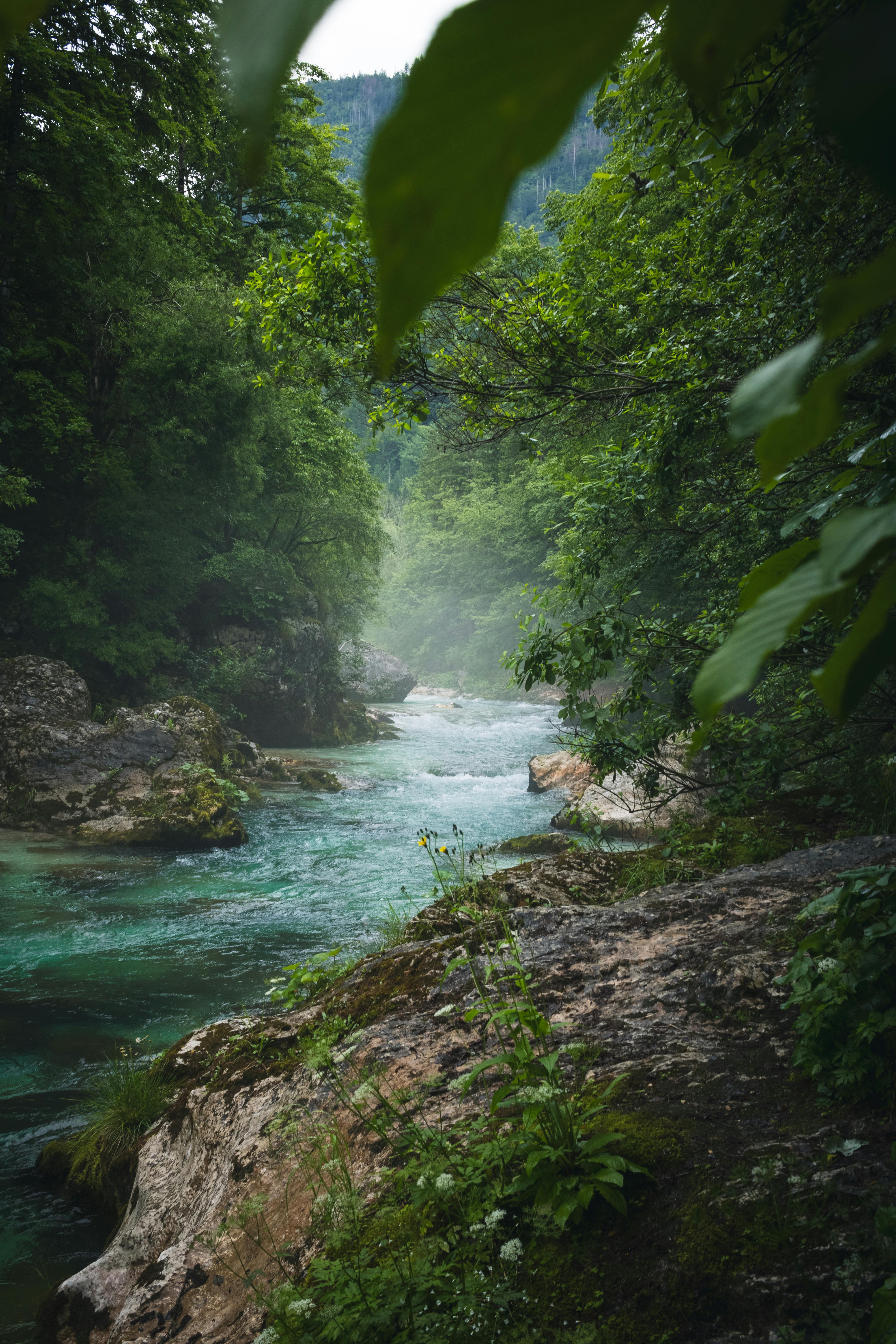 a river flowing through a forest with green trees