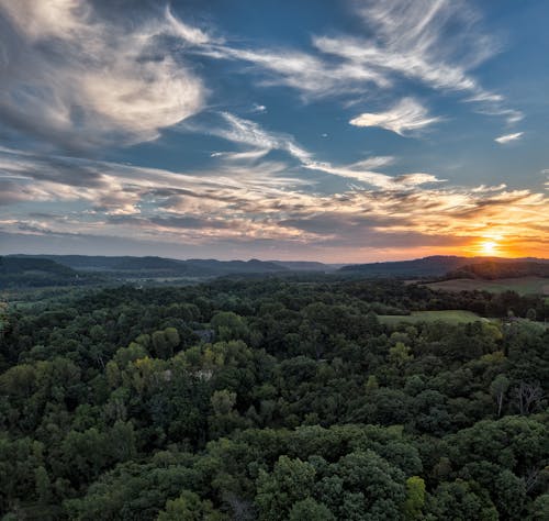 Aerial View of Green Trees at Sunset 