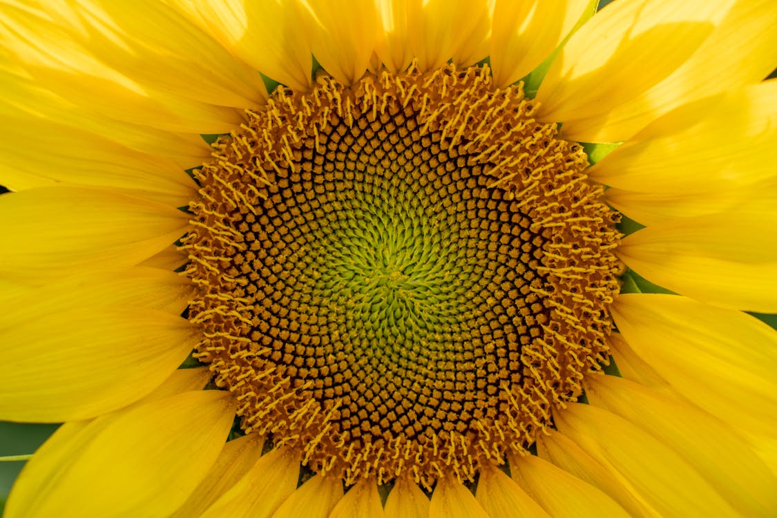 Close-up of a Sunflower