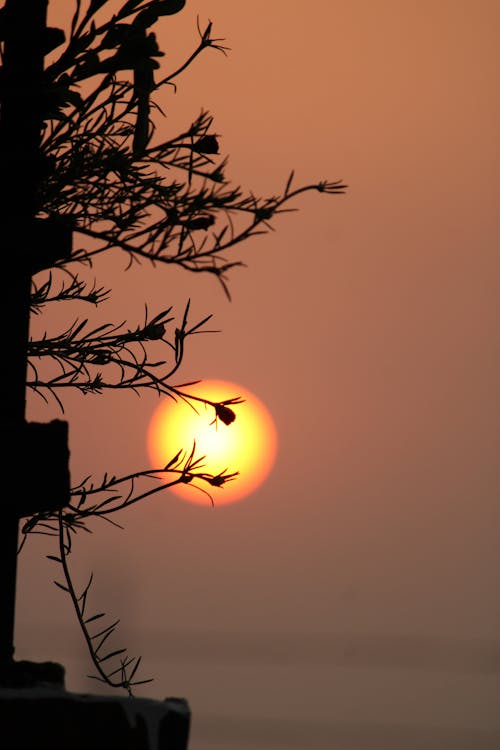 Kostnadsfri bild av persikabakgrund, solnedgång färg, vacker blomma