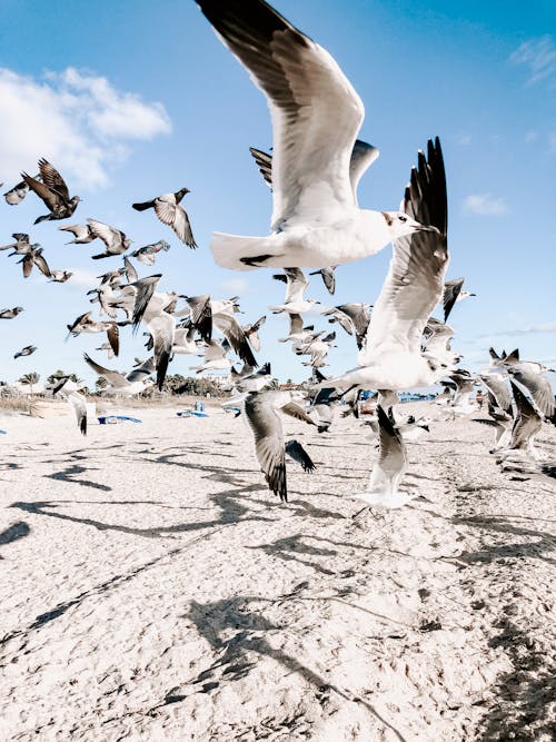 Flock of Flying Gulls Above Beachsand 