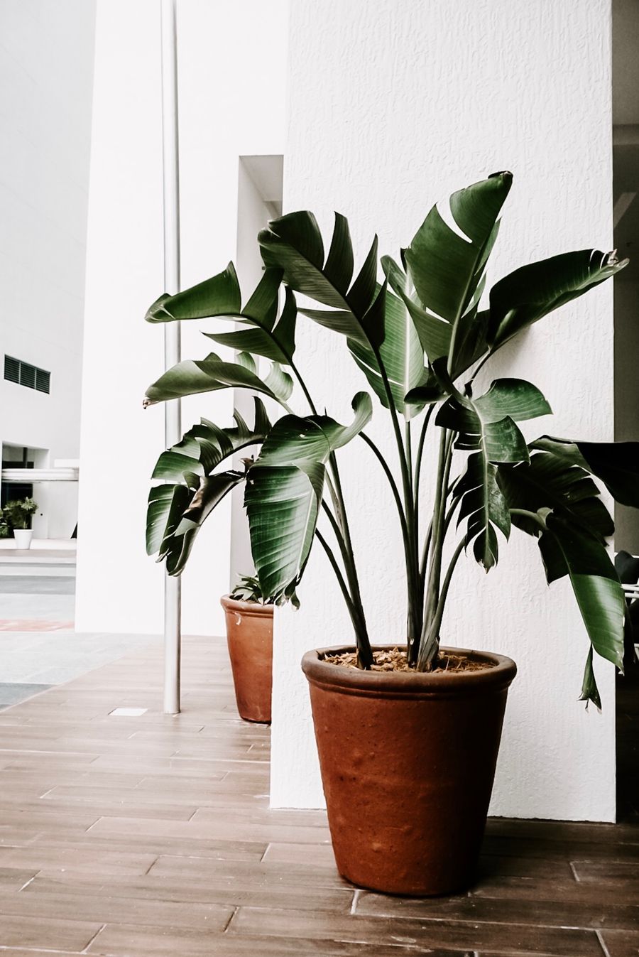 Bird of paradise plant in a terracotta pot