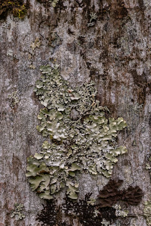 Moss on a Tree 