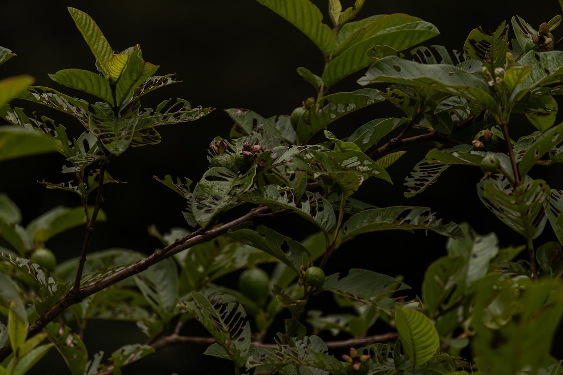 Immagine gratuita di esotico, flora, foglie