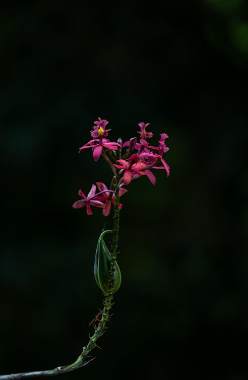 Photos gratuites de couleur, exotique, fleur