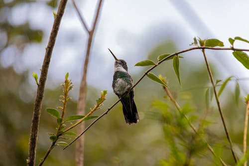 Fotobanka s bezplatnými fotkami na tému fotografie zvierat žijúcich vo voľnej prírode, hřadování, kolibrík