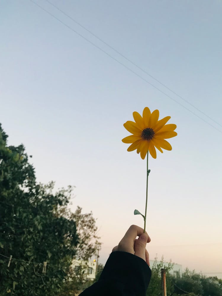 Hand Holding Yellow Flower