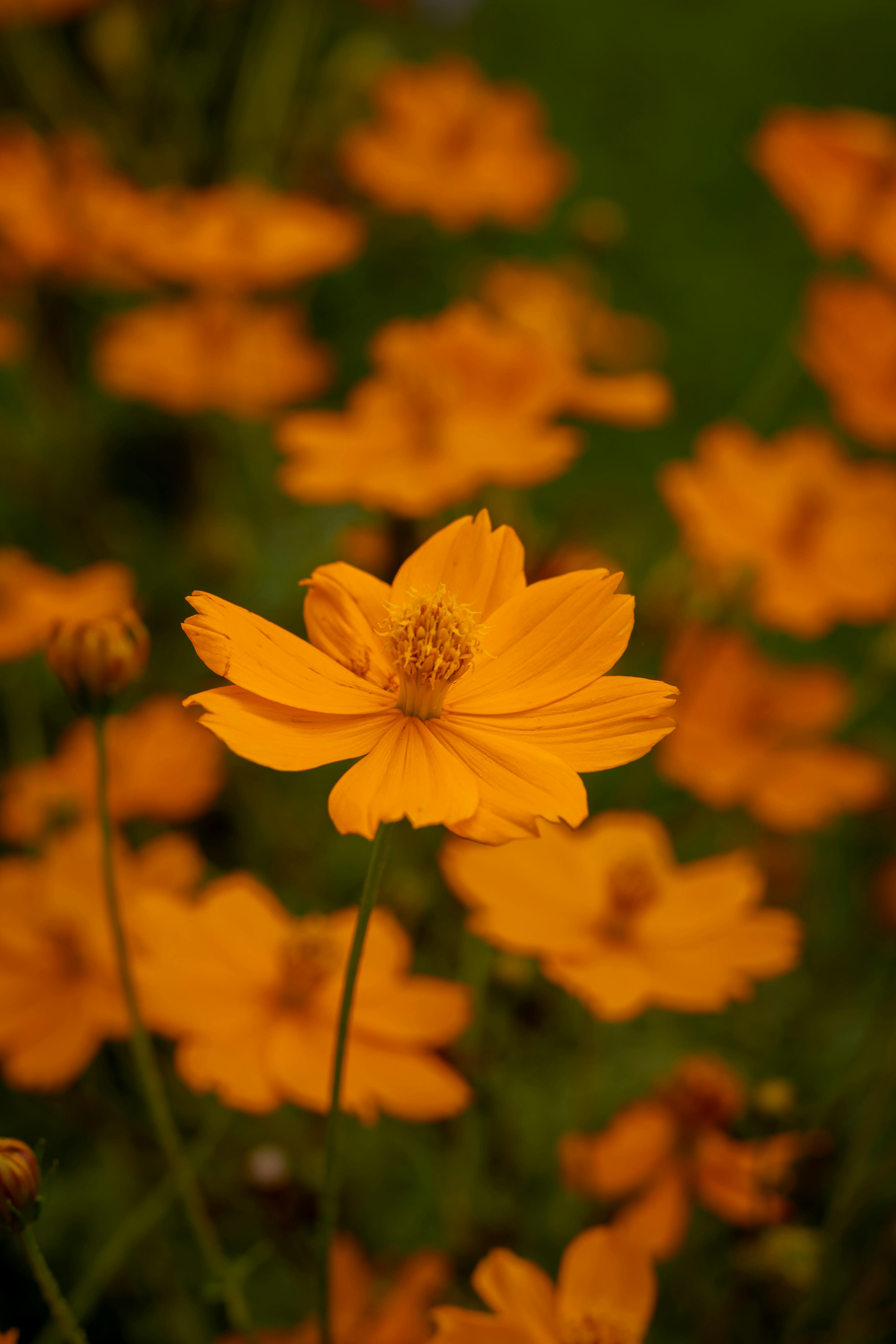 iphone-farger-photos-download-the-best-free-iphone-farger-stock-photos