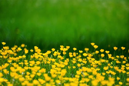 Yellow Flowers on a Field 