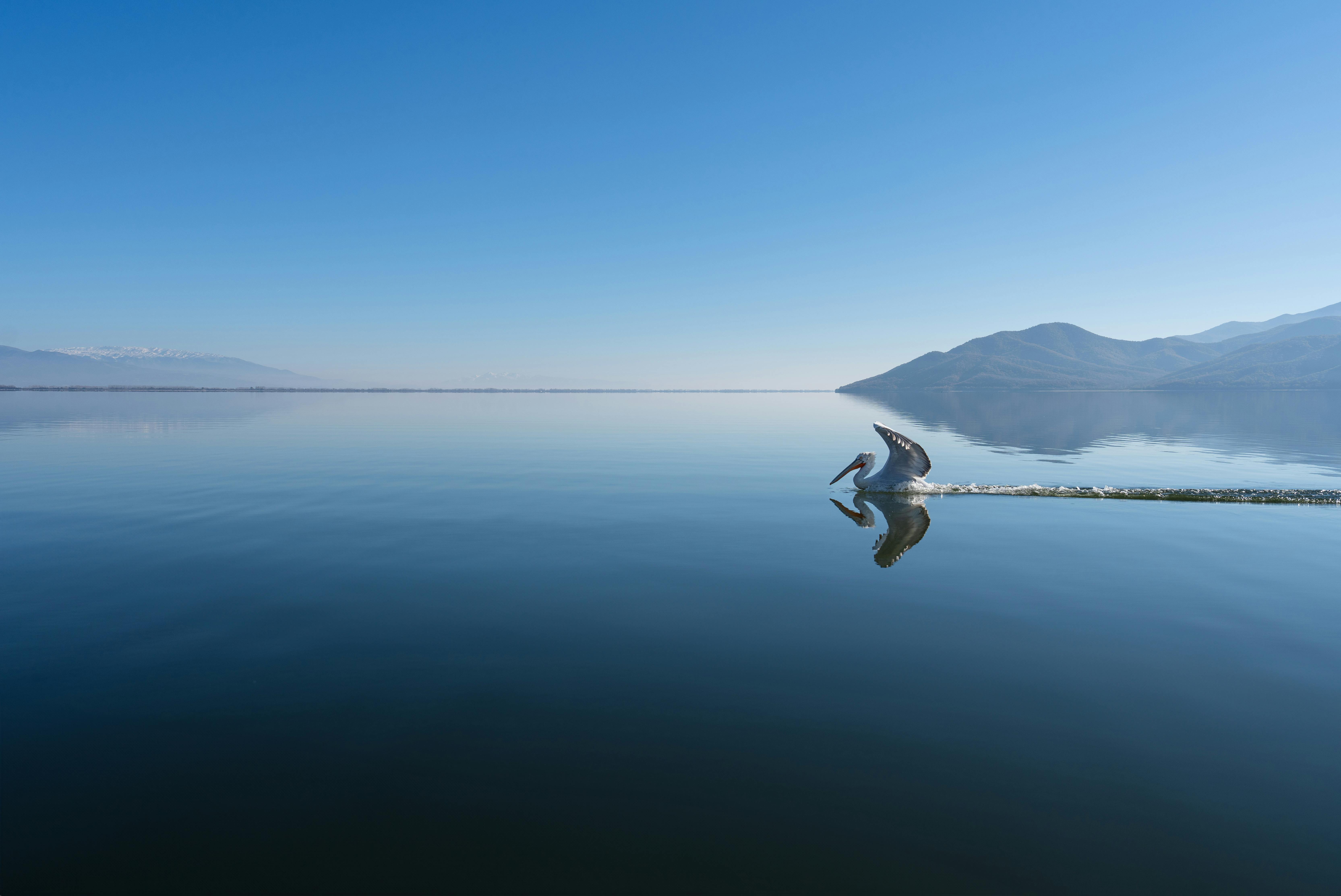 A graceful pelican glides on the calm waters of Lake Kerkini in Greece, under a clear blue sky.