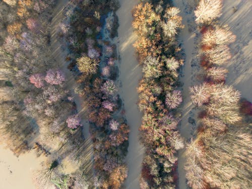 Shrubs on a Field in Sunlight 