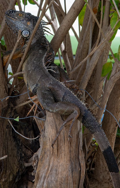 Kostnadsfri bild av frankrike, leguan, vatten djur