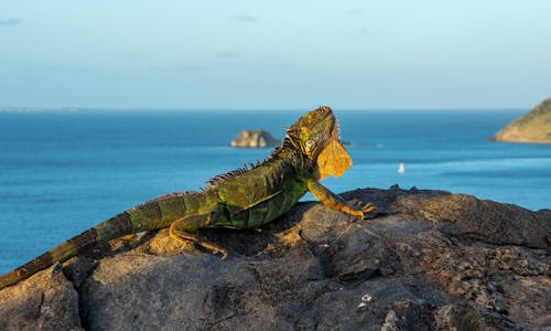 Kostnadsfri bild av djurfotografi, grön iguana, hav