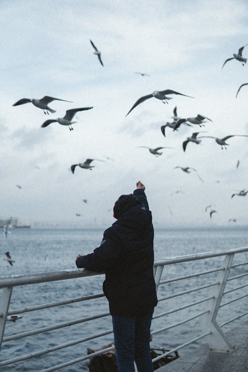 Person Feeding Seagulls on Sea Shore
