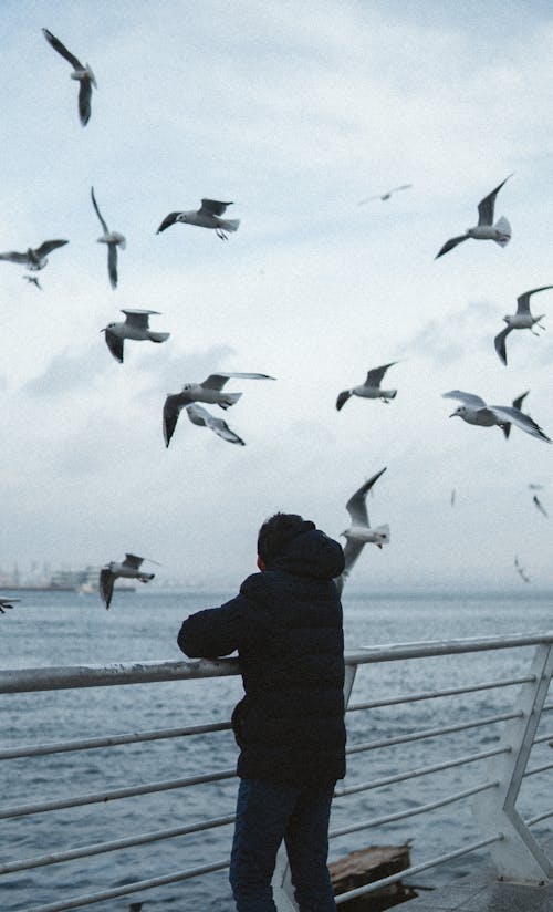 Seagulls Flying over Person in Jacket Standing on Sea Shore
