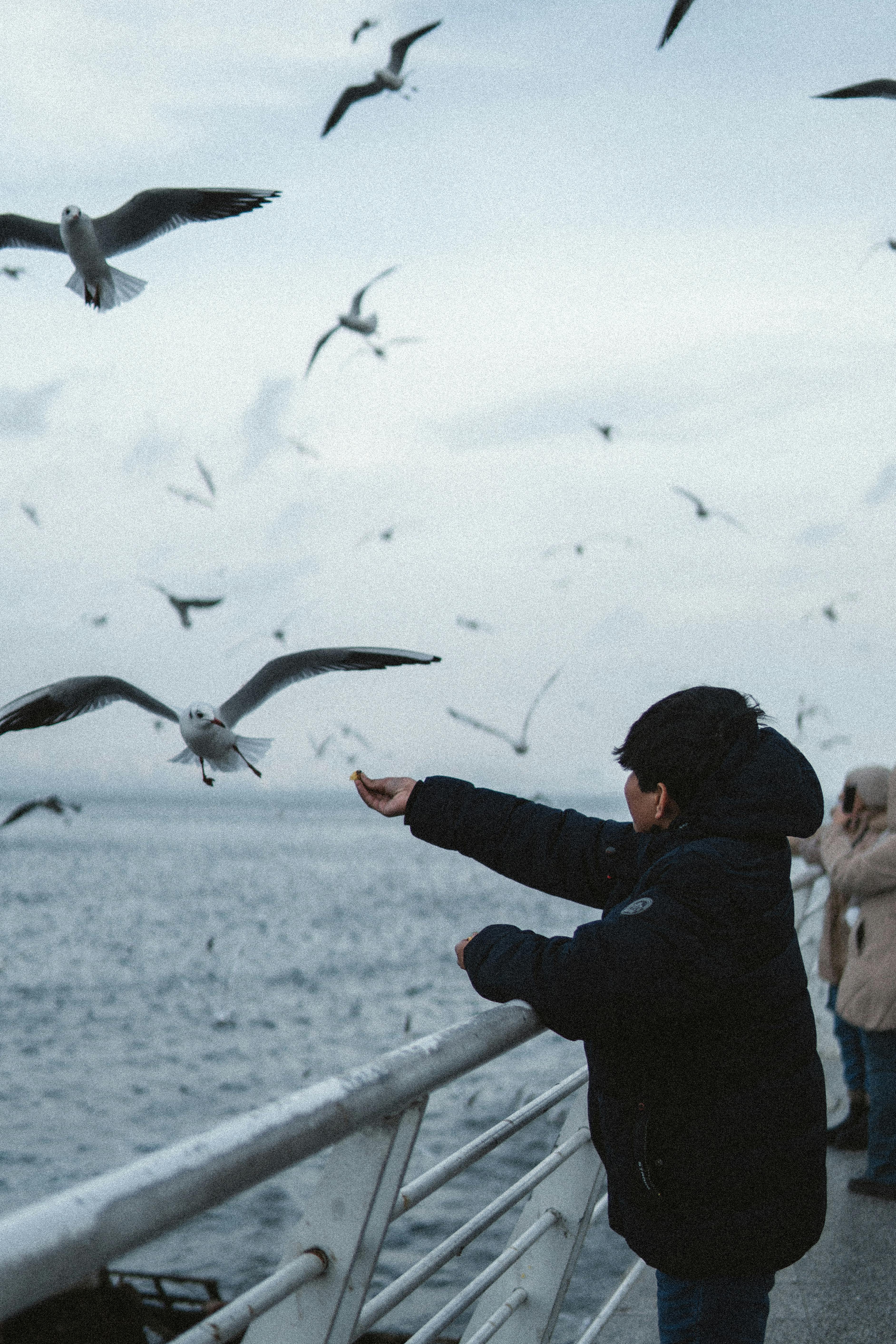 Child feeding seagulls by the shoreline in Baku. A candid urban coastal scene.