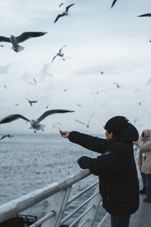Person in Jacket Standing by Railing and Feeding Seagulls