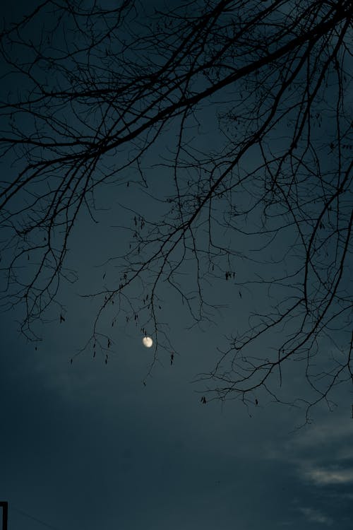 Free Little Moon in Night Sky Behind Branches Stock Photo