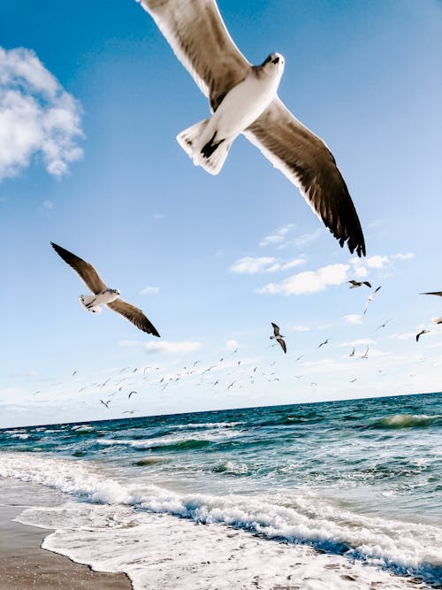 Foto d'estoc gratuïta de a la vora de l'oceà, ales, au aquàtica