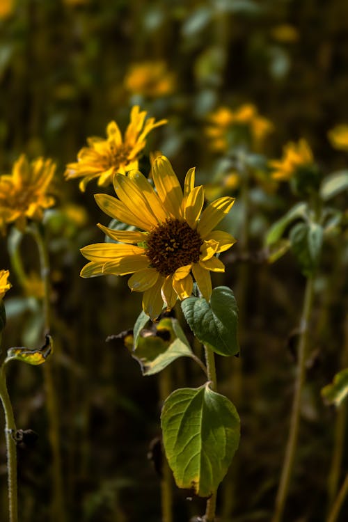 Little Sunflower in Garden