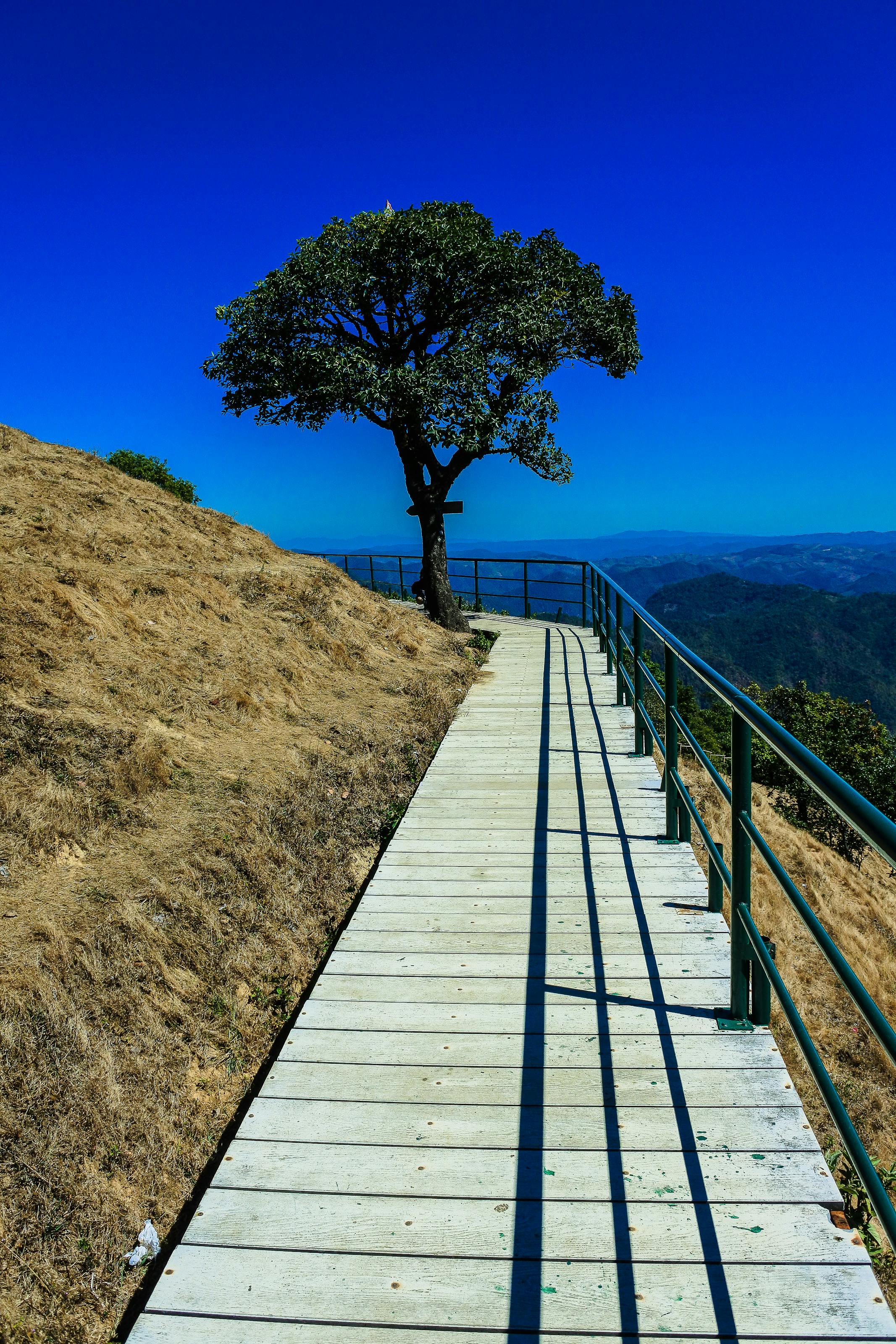 Free stock photo of background, beautiful, beauty, bright