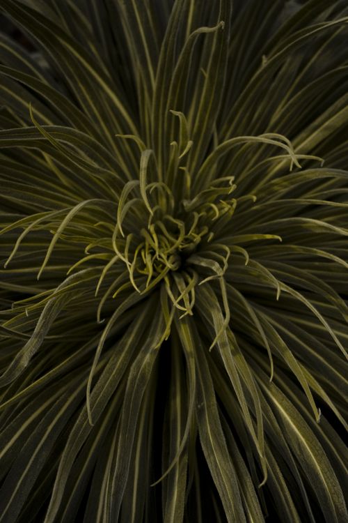 Free Intricate close-up of a lush, green plant with elongated leaves, showcasing nature's detail. Stock Photo