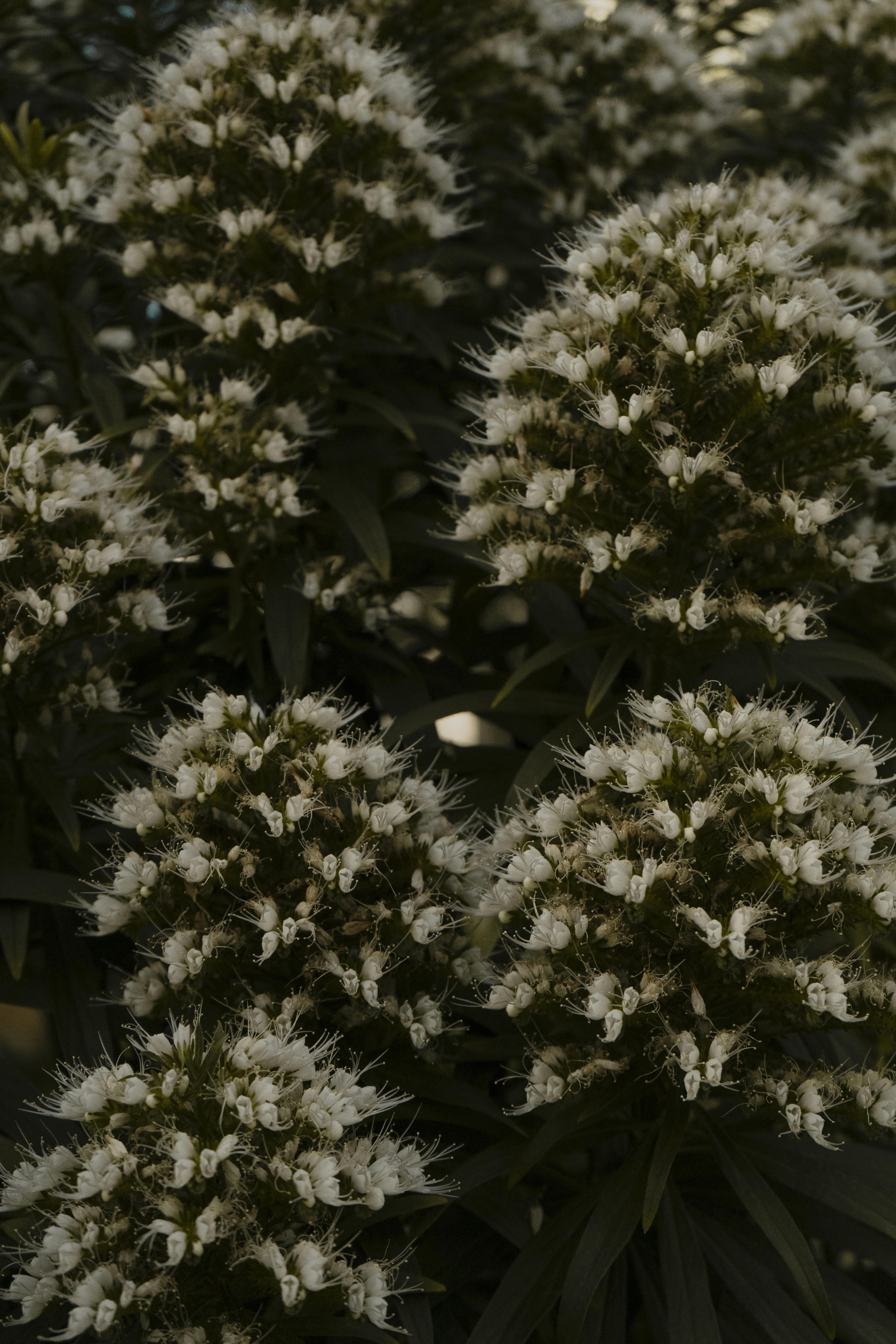 close up of plants with white flowers