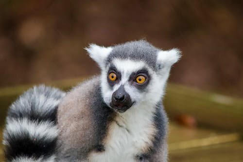 Close up of Lemur